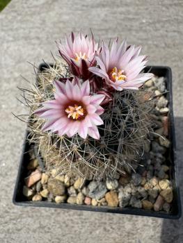 Preview: Gymnocactus nelissenii